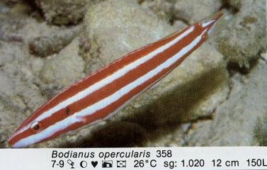 Bodianus opercularis